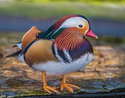duck.jpg